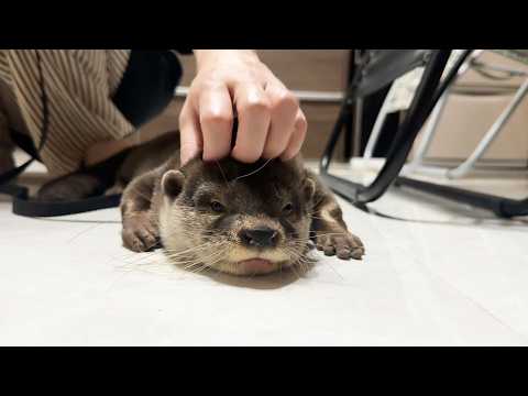 カワウソしゃもじが何度ハーネスを付けても脱走するから新しいのを買った(YouTube)
