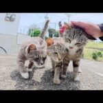 たくさんの猫達がゾロゾロとついてきてナデナデを要求してきた(YouTube)