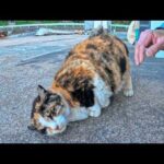 【悶絶注意】漁港の三毛猫、撫でた瞬間ゴロンゴロン…甘えすぎて尊い件🐾(YouTube)