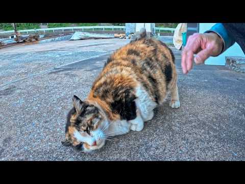 【悶絶注意】漁港の三毛猫、撫でた瞬間ゴロンゴロン…甘えすぎて尊い件🐾(YouTube)