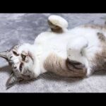 暴走気味な姫猫を優しくフォローする猫たちと柴犬(YouTube)