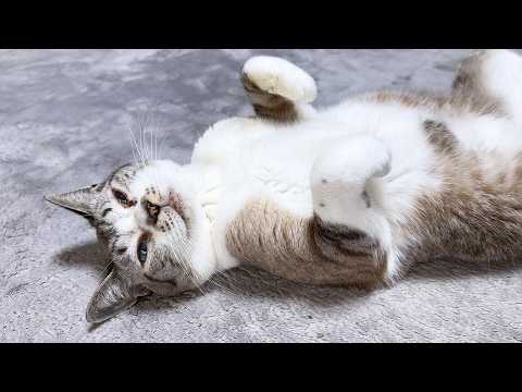 暴走気味な姫猫を優しくフォローする猫たちと柴犬(YouTube)