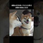 ドライブに行った先が病院⁉️表情がガラッと変わる柴犬 #shibainu #犬のいる暮らし #病院(YouTube)