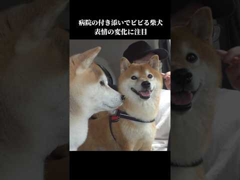 ドライブに行った先が病院⁉️表情がガラッと変わる柴犬 #shibainu #犬のいる暮らし #病院(YouTube)