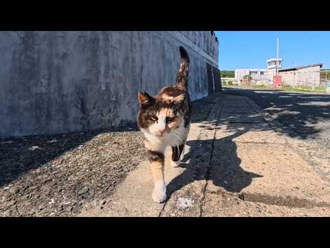 【猫島】通りを歩いていたら出会った三毛猫ちゃん！爆音ゴロゴロで甘えてきた(YouTube)