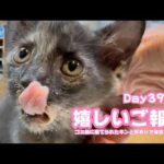 嬉しいご報告  ゴミ箱に棄てられたキンと訳ありで保護されたクリ  Day39,47  2026 05 26 2(YouTube)