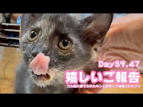 嬉しいご報告  ゴミ箱に棄てられたキンと訳ありで保護されたクリ  Day39,47  2026 05 26 2(YouTube)