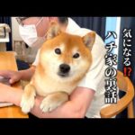 ハチ家の裏話し暴露します(YouTube)