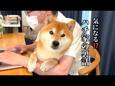 ハチ家の裏話し暴露します(YouTube)