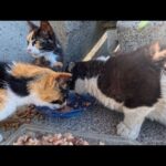 港の猫ちゃん、防波堤の裏でこっそり昼ごはん中だった(YouTube)