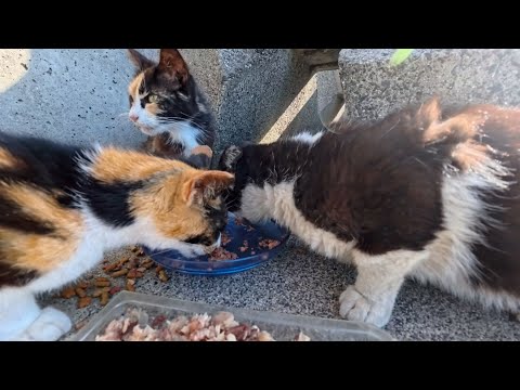 港の猫ちゃん、防波堤の裏でこっそり昼ごはん中だった(YouTube)