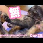 無そして悟り　ゴミ箱に棄てられたキンと訳ありで保護されたクリ  Day28,35  2026 05 14 1(YouTube)