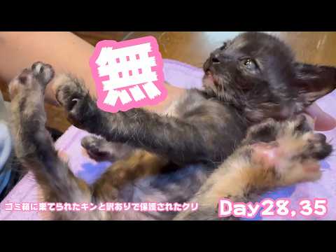 無そして悟り　ゴミ箱に棄てられたキンと訳ありで保護されたクリ  Day28,35  2026 05 14 1(YouTube)