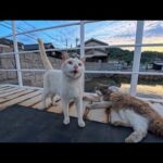 【猫島】帰りのフェリー到着、猫たちが見送りに来たかと思ったけどただ港で寝てるだけでした(YouTube)