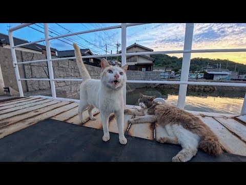 【猫島】帰りのフェリー到着、猫たちが見送りに来たかと思ったけどただ港で寝てるだけでした(YouTube)