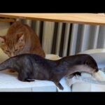 カワウソのプニプニお腹に近いものをお腹と比べてみた！ I compared things that look like an otter’s squishy belly!(YouTube)