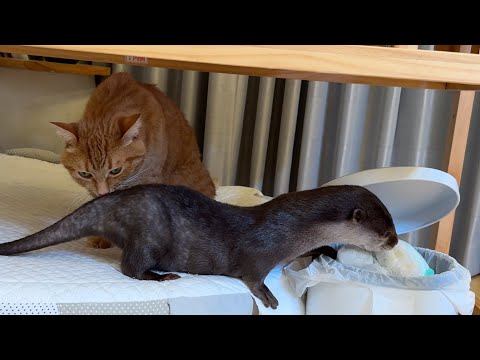 カワウソのプニプニお腹に近いものをお腹と比べてみた！ I compared things that look like an otter’s squishy belly!(YouTube)