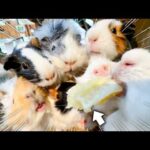 みかんをあげてみたらモルモットが全方位から大殺到ww(YouTube)