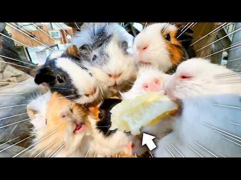 みかんをあげてみたらモルモットが全方位から大殺到ww(YouTube)