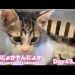 やんにょかやんにょか  ゴミ箱に棄てられたキンと訳ありで保護されたクリ  Day43,50   2026 05 30 1(YouTube)