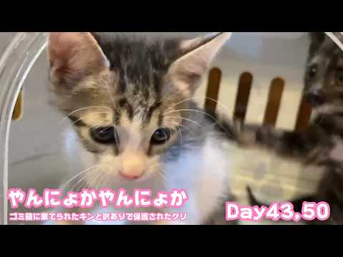 やんにょかやんにょか  ゴミ箱に棄てられたキンと訳ありで保護されたクリ  Day43,50   2026 05 30 1(YouTube)