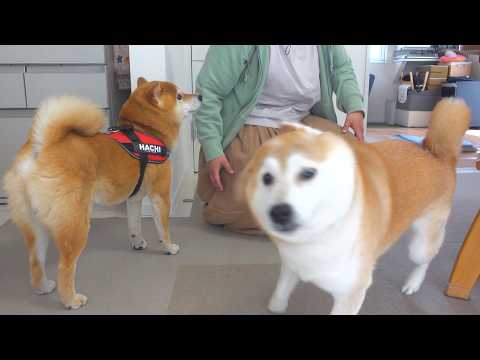 久々に再会した実家の柴犬、色々と凄すぎた。。(YouTube)