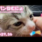 腹パンねむねむにょ  ゴミ箱に棄てられたキンと訳ありで保護されたクリ  Day29,36   2026 05 15 1(YouTube)