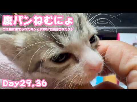 腹パンねむねむにょ  ゴミ箱に棄てられたキンと訳ありで保護されたクリ  Day29,36   2026 05 15 1(YouTube)