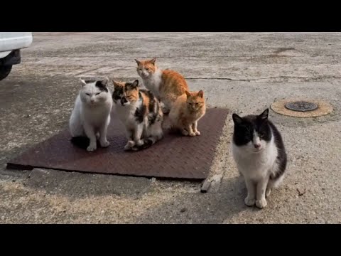 島の酒屋前が猫の楽園すぎた…気づけば大集合してくる幸せな光景🐾(YouTube)