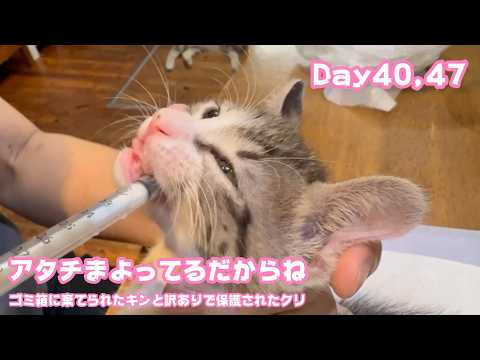 アタチまよってるだからね あのね  ゴミ箱に棄てられたキンと訳ありで保護されたクリ  Day40,47   2026 05 27 2(YouTube)