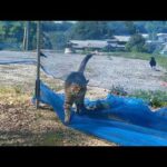 カラスにおちょくられる猫(YouTube)
