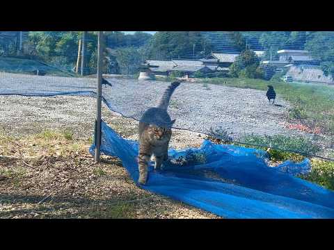カラスにおちょくられる猫(YouTube)