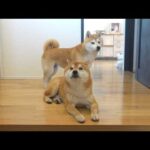 パパの帰りを待ち続けた柴犬、帰宅後まさかの反応に。(YouTube)