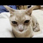 息子の無茶なブラッシングに嬉しそうな猫(YouTube)