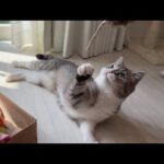 仕事しながら甘えんぼ猫たちの遊び相手するのは大変です笑(YouTube)