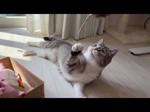 仕事しながら甘えんぼ猫たちの遊び相手するのは大変です笑(YouTube)