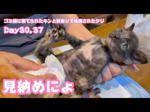 見納めにょ～  ゴミ箱に棄てられたキンと訳ありで保護されたクリ  Day30,37   2026 05 16 1(YouTube)