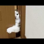 短いモフモフ手を駆使してドアを開けようと試みるぬいぐるみ(YouTube)
