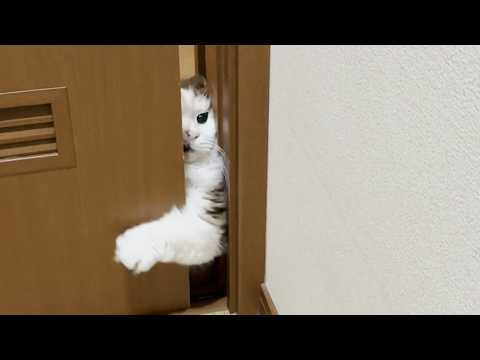 短いモフモフ手を駆使してドアを開けようと試みるぬいぐるみ(YouTube)