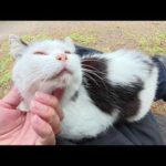 岩に腰をおろすと、おかっぱ猫がひざに飛び乗ってきてスヤスヤと眠ってしまった(YouTube)