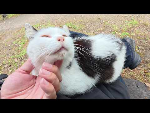 岩に腰をおろすと、おかっぱ猫がひざに飛び乗ってきてスヤスヤと眠ってしまった(YouTube)