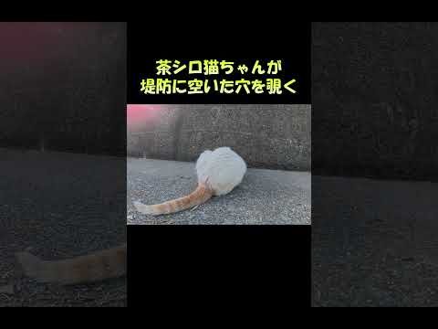茶シロ猫ちゃんが堤防に空いた穴を覗く #猫 #ねこ #cat(YouTube)