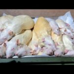 腹ペコのオオトカゲに大量のラットを食べさせる(YouTube)