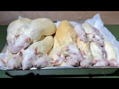 腹ペコのオオトカゲに大量のラットを食べさせる(YouTube)