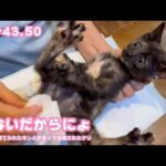 もうでないだからにょ  ゴミ箱に棄てられたキンと訳ありで保護されたクリ Day43,50  2026 05 30 2(YouTube)
