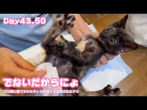 もうでないだからにょ  ゴミ箱に棄てられたキンと訳ありで保護されたクリ Day43,50  2026 05 30 2(YouTube)