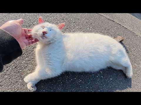 マロ猫をモフるとこぶしのきいた声で鳴いてリラックスしてくれた(YouTube)