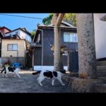 昼ごはんの後は神社へお参り🐾毎日やって来る島猫たちのほっこりルーティン(YouTube)