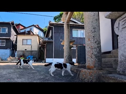 昼ごはんの後は神社へお参り🐾毎日やって来る島猫たちのほっこりルーティン(YouTube)