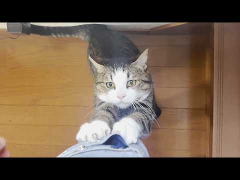 油断していると乗ってくる甘えん坊の猫(YouTube)